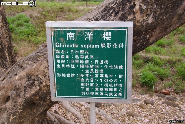 烏山頭櫻花開囉~