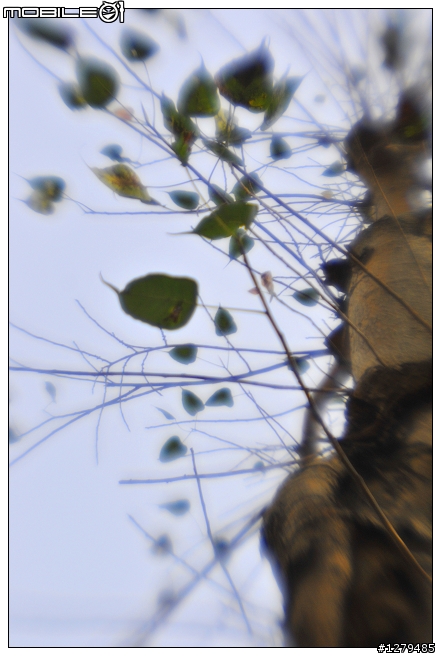 LENSBABY之鏡頭三兄弟