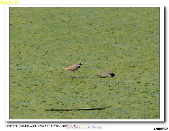 (3/26再次新增試拍圖,在第三頁,稍微熟練點了)Sigma 120~400mm F4.5-5.6 APO DG OS 開箱文