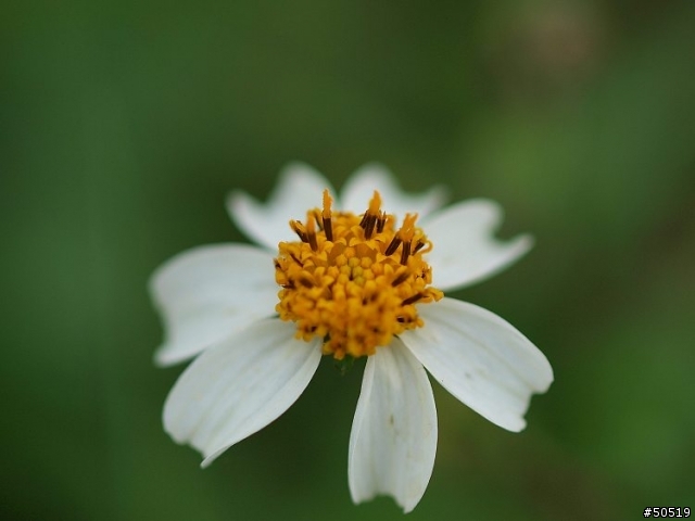 敗了首顆"50mm -F2.0"定焦鏡