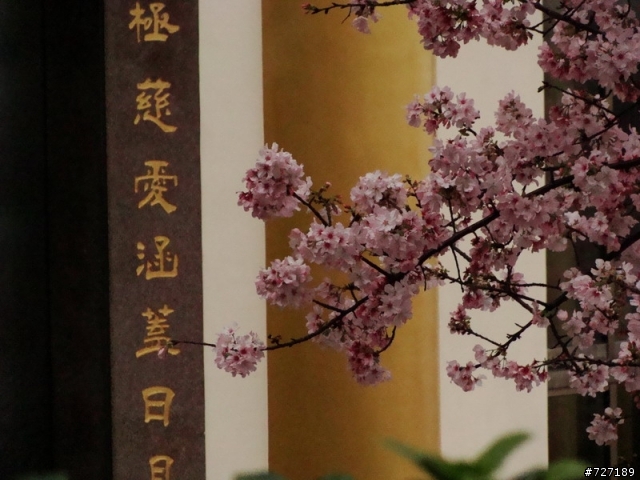 天元宮櫻花一拍