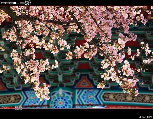 三月櫻花大滿貫
