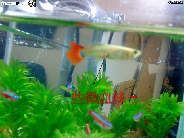 母孔雀 魚身下後方有血絲 ??