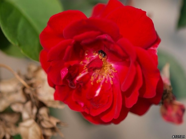 敗了首顆"50mm -F2.0"定焦鏡