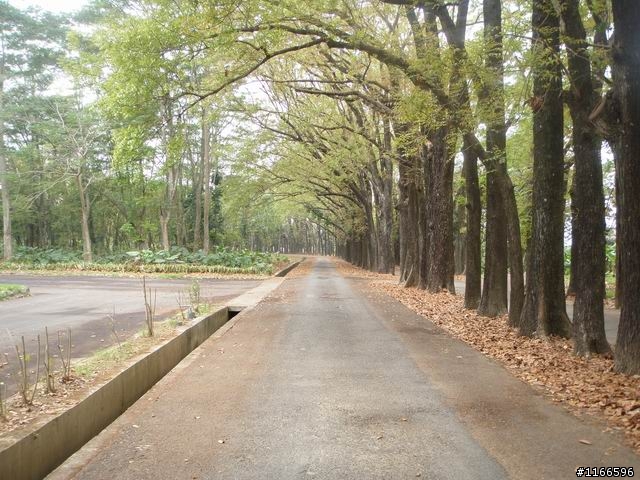 六龜鄉~新威森林公園--樹道漫遊