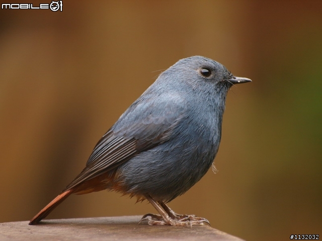 Olympus ZD 70-300mm F4.0-5.6 打鳥