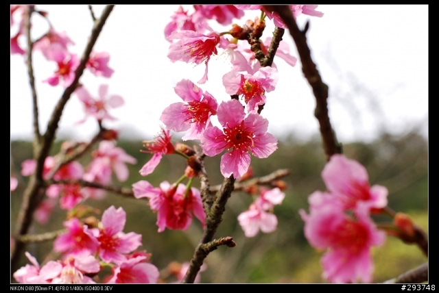 D80+17-70 和N50 1.4D陽明山花季~花卉欣賞