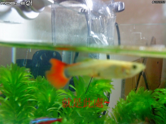 母孔雀 魚身下後方有血絲 ??