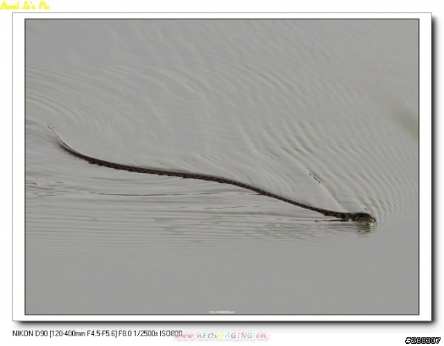 (3/26再次新增試拍圖,在第三頁,稍微熟練點了)Sigma 120~400mm F4.5-5.6 APO DG OS 開箱文