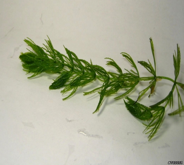 孔雀魚一次暴斃一半??怎麼會勒