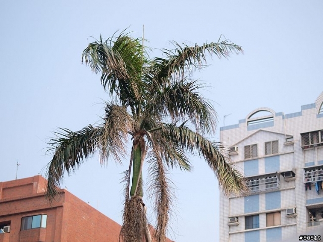 敗了首顆"50mm -F2.0"定焦鏡