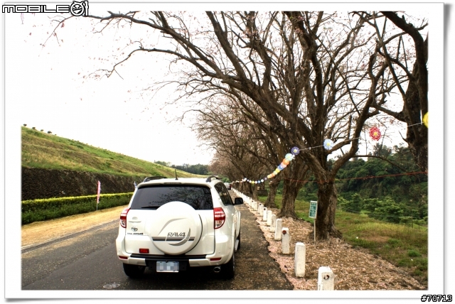 RAV4與櫻花滿開的烏山頭