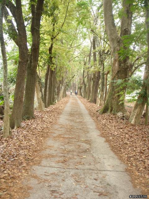 六龜鄉~新威森林公園--樹道漫遊