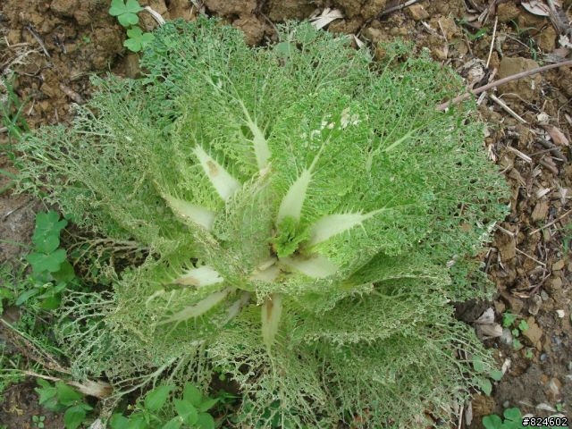 石碇北47 - 小山小水的閒情逸致