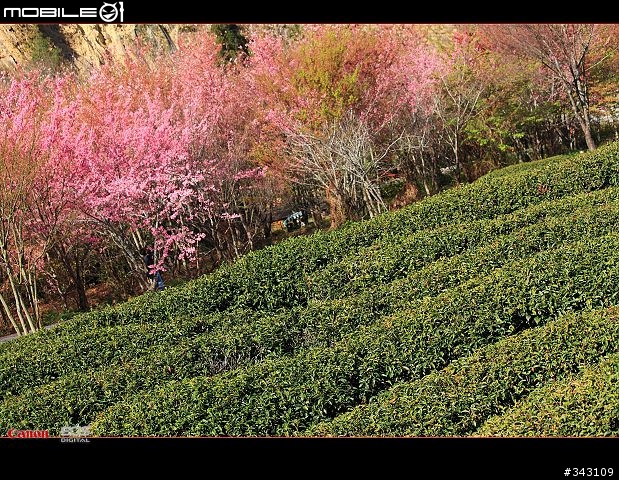 三月櫻花大滿貫
