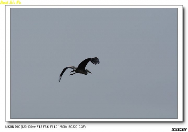 (3/26再次新增試拍圖,在第三頁,稍微熟練點了)Sigma 120~400mm F4.5-5.6 APO DG OS 開箱文
