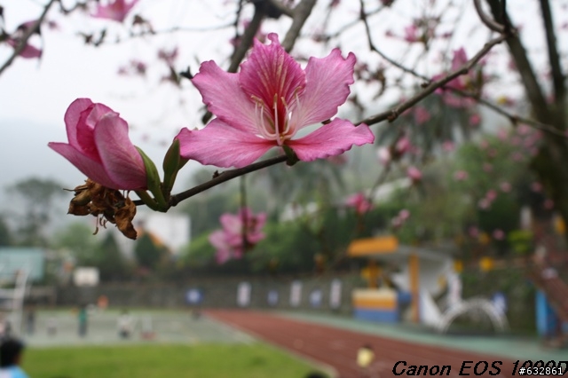 Canon EOS 1000D 內灣拍