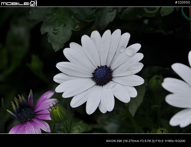 D90+TAMRON 18-270 +-X-免後製曲線V1之照片分享