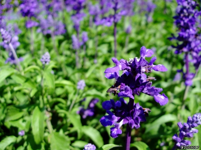 剛購買的F60拍攝出來嚕~還真好看耶!