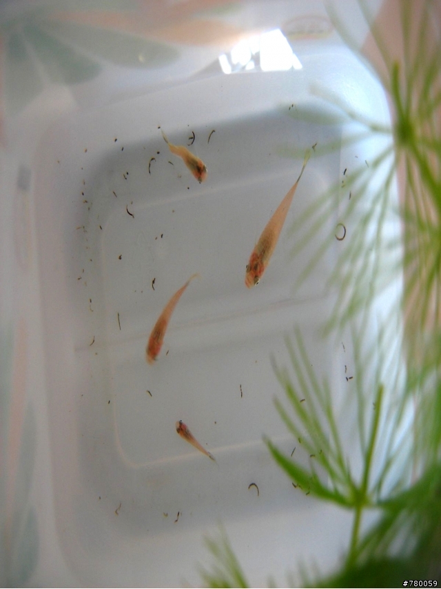 孔雀魚一次暴斃一半??怎麼會勒