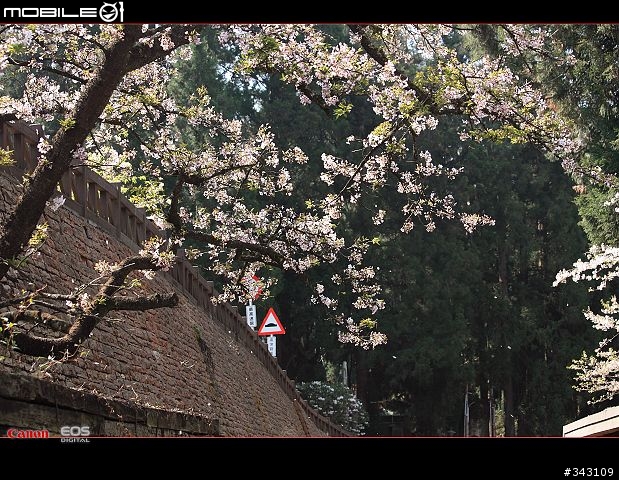 三月櫻花大滿貫