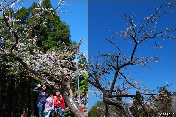 櫻櫻美代子去阿里山尋找日出東方的感動啪啪夠之旅@09-0316