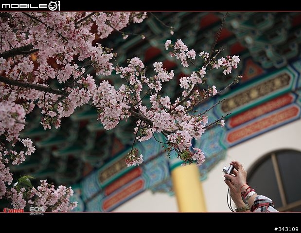 三月櫻花大滿貫
