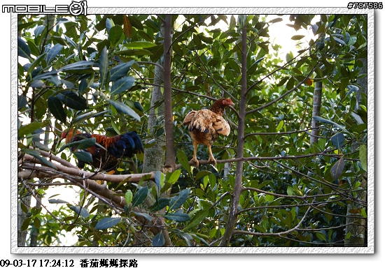 [關懷盃]任務成功~感謝大家!!3月29日青年節~關懷盃第二彈~~番茄媽媽~~