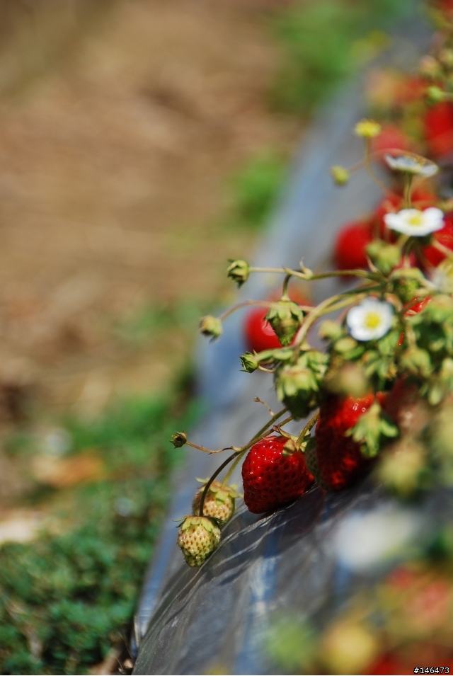Simga?Nikon?不用考慮了N18-200VR 旅遊好鏡