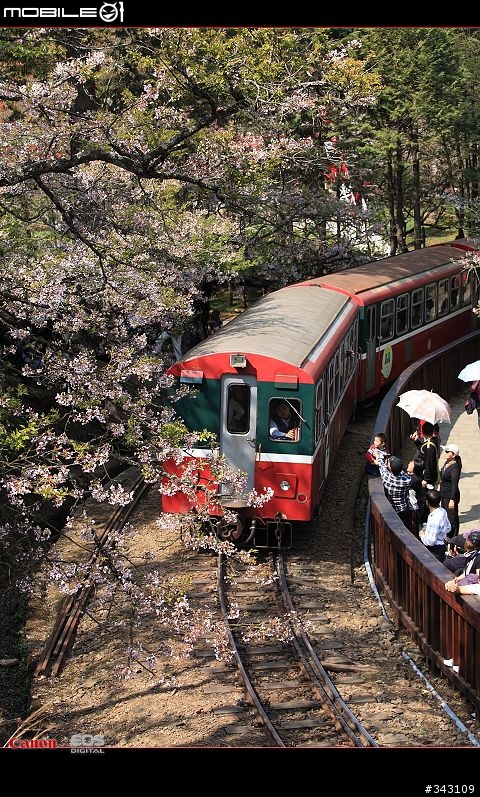 三月櫻花大滿貫