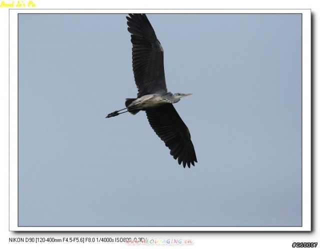 (3/26再次新增試拍圖,在第三頁,稍微熟練點了)Sigma 120~400mm F4.5-5.6 APO DG OS 開箱文