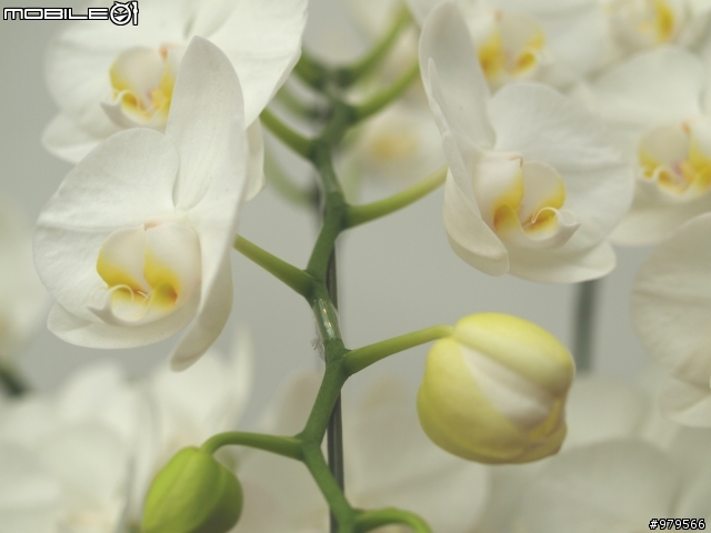 2009台灣國際蘭展 TIOS