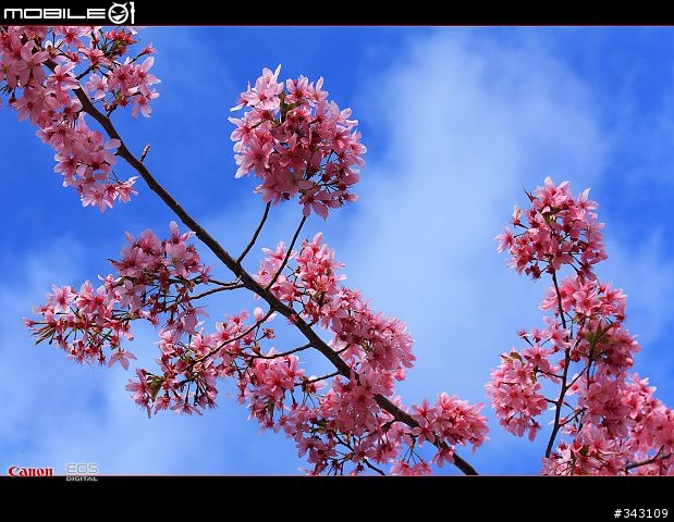 三月櫻花大滿貫