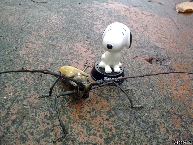 天牛
