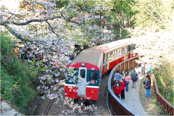 櫻櫻美代子去阿里山尋找日出東方的感動啪啪夠之旅@09-0316