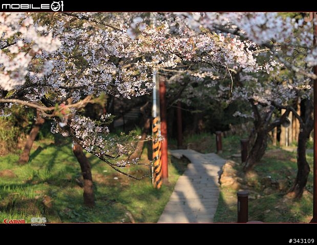 三月櫻花大滿貫