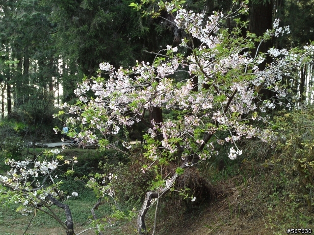 阿里山櫻花季亂拍-KC910