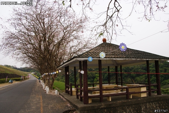 烏山頭櫻花開囉~