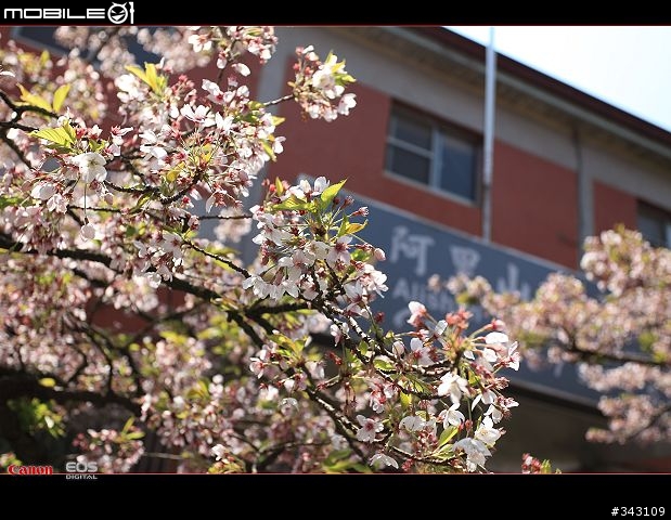 三月櫻花大滿貫