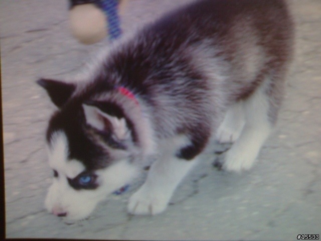 哈士奇幼犬尋求新飼主