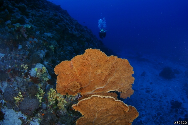 98' 綠島潛水