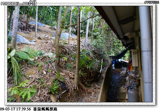[關懷盃]任務成功~感謝大家!!3月29日青年節~關懷盃第二彈~~番茄媽媽~~