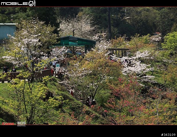 三月櫻花大滿貫