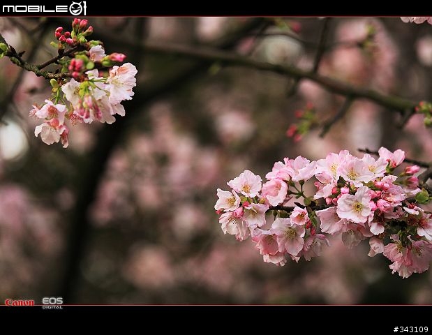 三月櫻花大滿貫