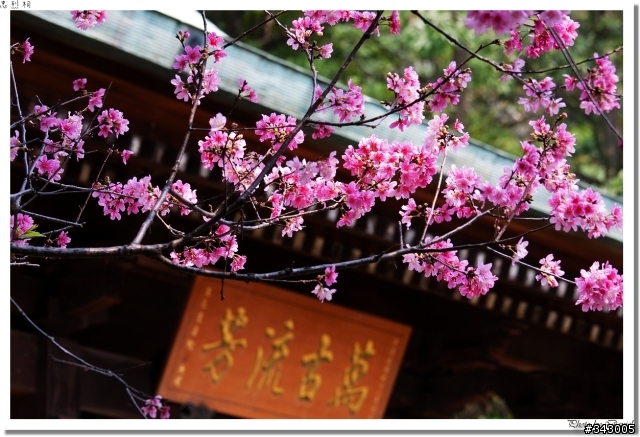 桃園神社(忠烈祠)賞櫻