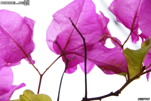烏山頭櫻花開囉~
