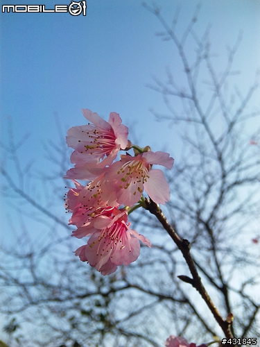 [純分享] Life with Sharp T930/ 圖多請注意