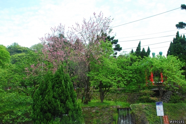 一個人的旅行～陽明山花季<圖多>待續.....