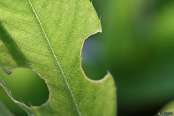 [分享]便宜的左岸製EF用接寫環