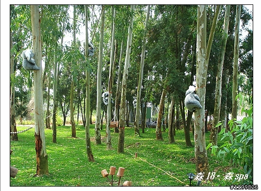遇見香格里拉~~名間 森18